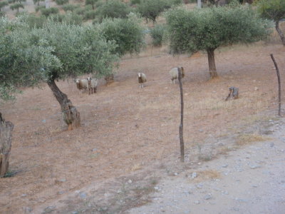 Sheep.